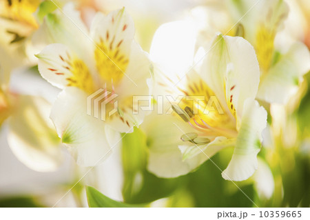 Studio shot of white Alstroe Meria 10359665