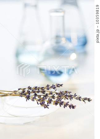 Lavender in laboratory 10359819
