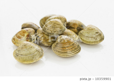 Shellfish 10359901