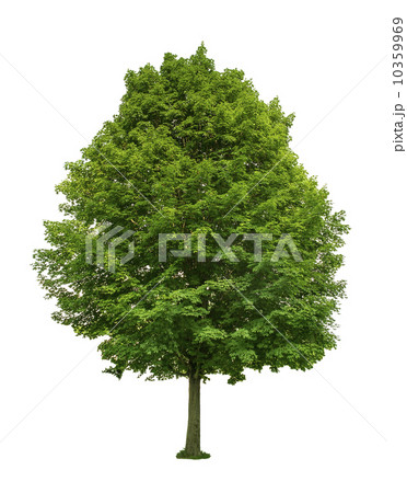 Green tree 10359969