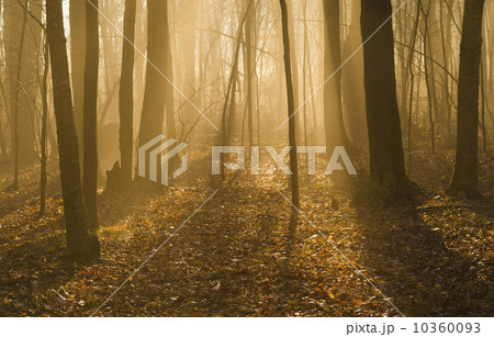 USA, Pennsylvania, Poconos, Scenic view of forest 10360093