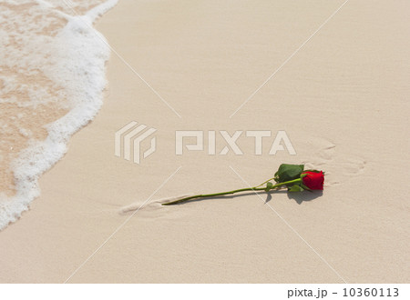 Red rose on beach 10360113