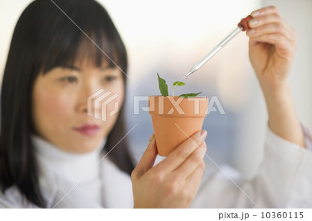 Scientist dropping liquid into seedlings Scientist dropping liquid into seedlings 10360115