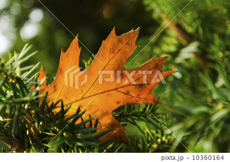 Close-up of brownish leaf on spruce tree 10360164
