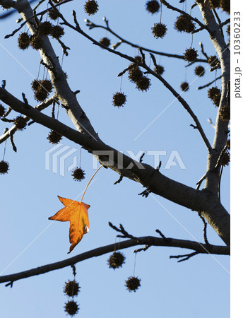 Autumn leaves against blue sky 10360233