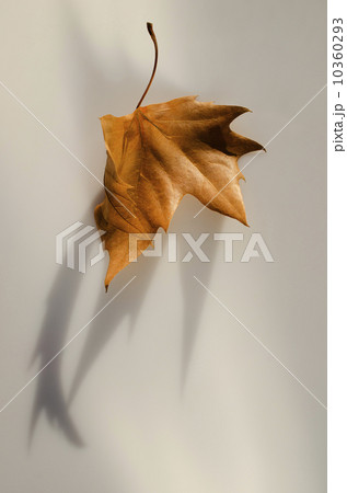 Brown autumn leaf 10360293