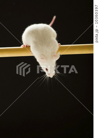 White mouse looking down, studio shot White mouse looking down, studio shot 10360397