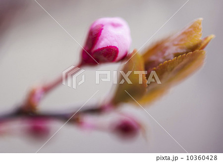 Close-up of spring blossom 10360428