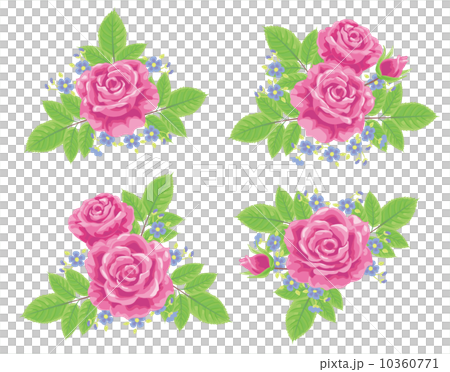 薔薇 薔薇 10360771