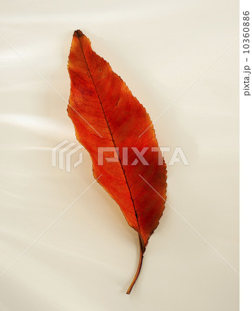 Studio shot of autumn leaf 10360886