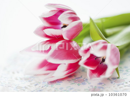Studio shot of bunch of pink tulips 10361070