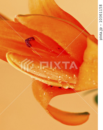 Studio close-up of tiger lily Studio close-up of tiger lily 10361158