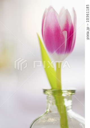 Studio shot of pink tulip in glass vase 10361185