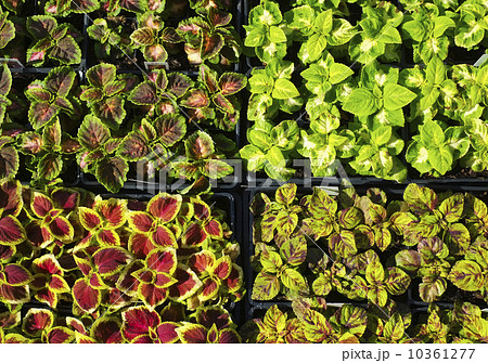 Collection of seedlings 10361277