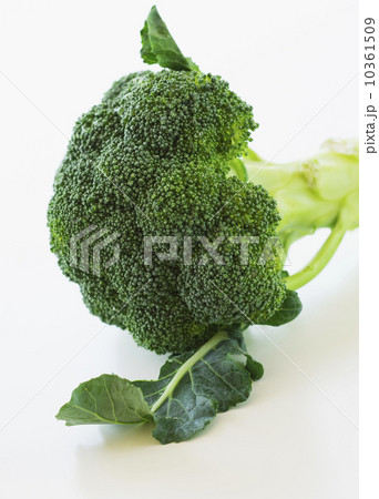 Broccoli on white background, studio shot Broccoli on white background, studio shot 10361509