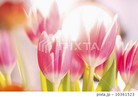 Studio shot of pink tulips 10361523