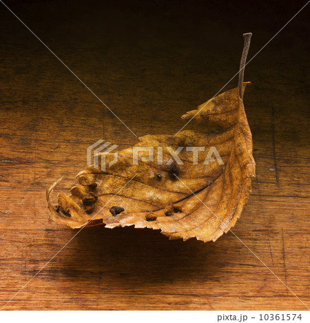Dry leaf on wooden table 10361574