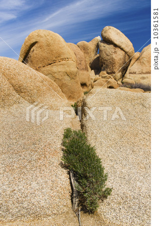 USA, California, Joshua Tree National Park, Rock formations 10361581