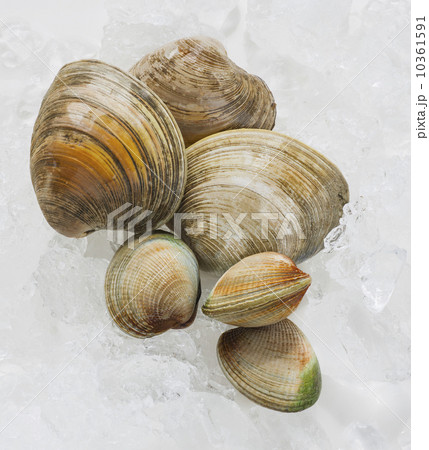 Close up of clams, studio shot Close up of clams, studio shot 10361591