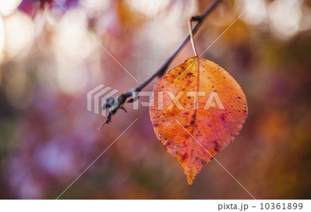 Autumn leaf Autumn leaf 10361899