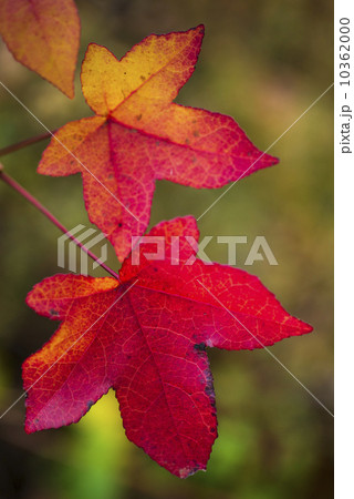 Autumn leaves 10362000