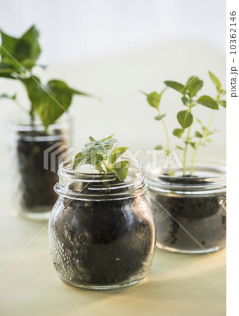 Studio shot of seedlings in jars 10362146
