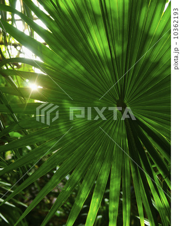Palm grove Palm grove 10362193