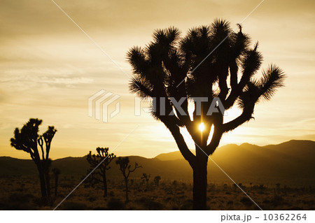 USA, California, Joshua Tree National Park, Joshua trees silhouetted at sunset 10362264