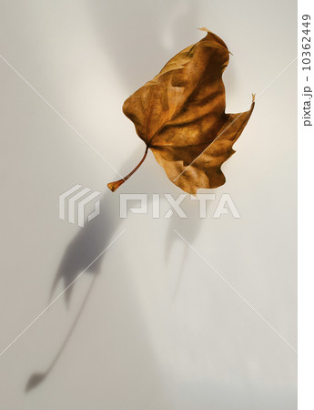 Studio shot of autumn leaf Studio shot of autumn leaf 10362449