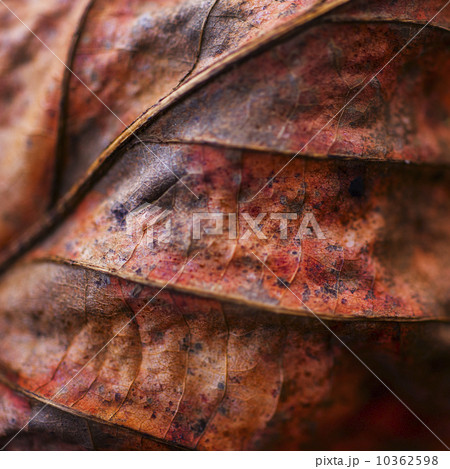 Detail of autumn leaf Detail of autumn leaf 10362598
