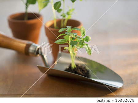 Soil and seedlings on spade and in flower pots 10362679