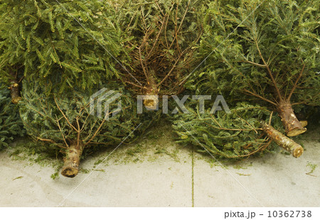 Close up of cut Christmas trees lying on pavement 10362738
