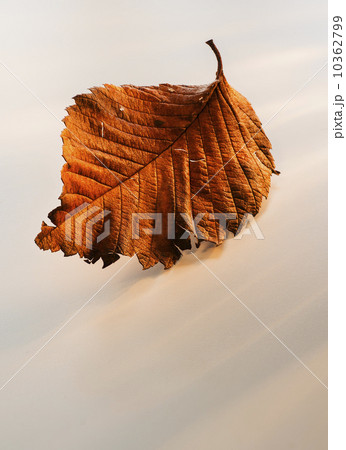 Brownish leaf on white background 10362799