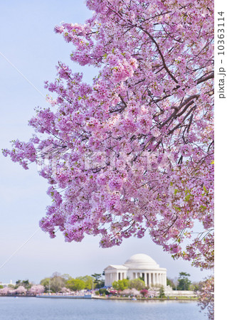 Cherry tree in blossom with Jefferson Memorial in background 10363114