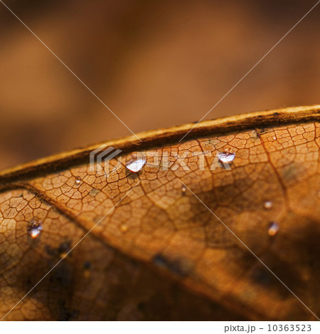 Detail of autumn leaf Detail of autumn leaf 10363523