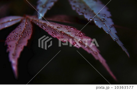 Japanese Maple leaves 10363577