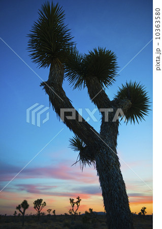 USA, California, Joshua Tree National Park at sunset 10363580