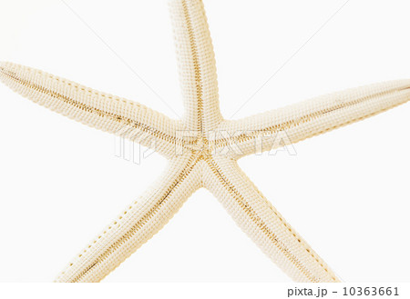 Studio shot of star fish 10363661