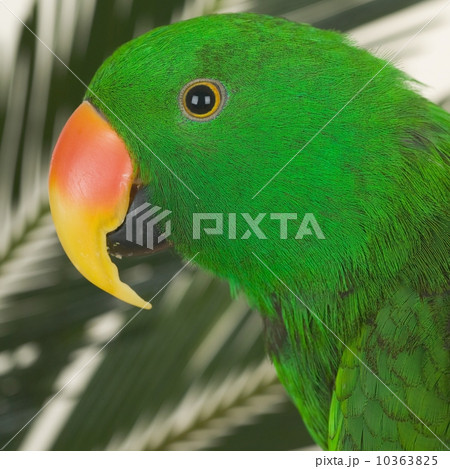 Profile of bird with greenery 10363825