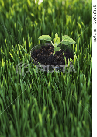 Seedling on petri dish in grass 10363859