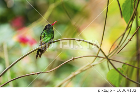 Hummingbird perching on twig 10364132