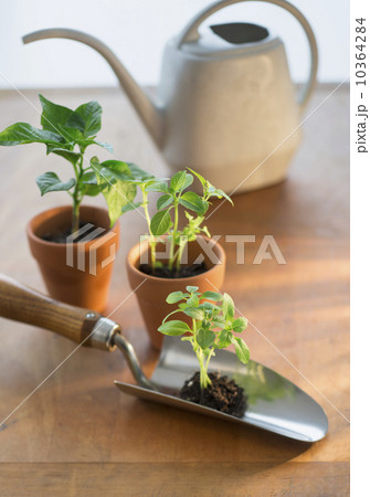 Soil and seedlings on spade and in flower pots 10364284