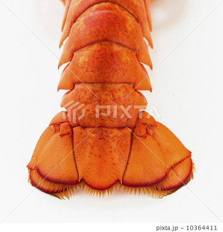 Close up of lobster's tail, studio shot 10364411