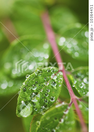 Close-up of droplets on leaf Close-up of droplets on leaf 10364451