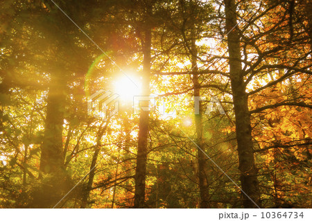 Sun shining through tree branches 10364734