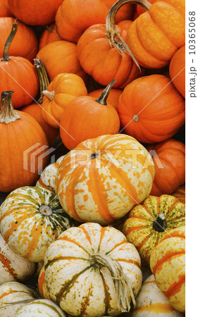 Heap of pumpkins 10365068