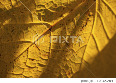 Detail of autumn leaf 10365204