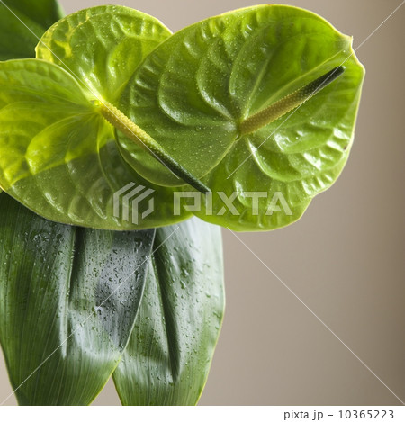 Close up of a flower 10365223