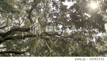 Trees with Spanish moss in Florida 10365232