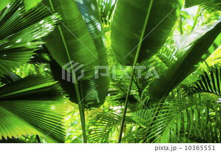 Tropical foliage 10365551